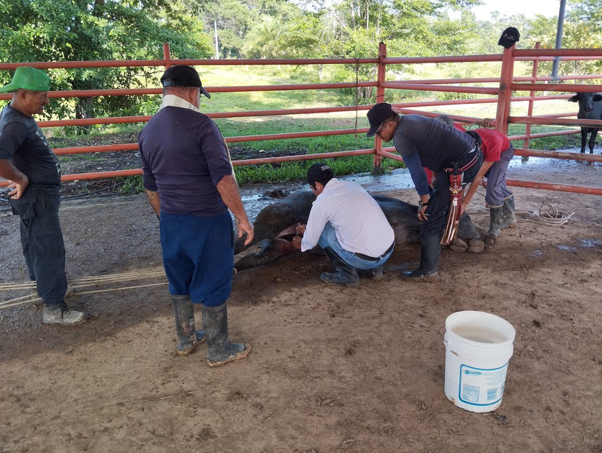 ARNColombia's tweet image. 📍Se realizó un diagnóstico📝 productivo y se entregaron alternativas de solución, para las unidades productivas y su desarrollo en el territorio🌅.