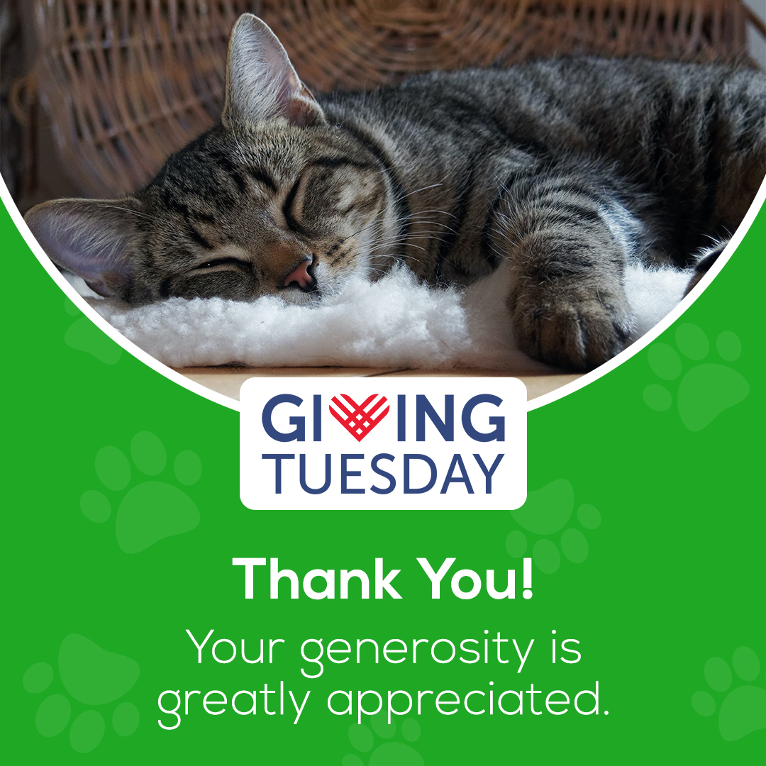 We would like to "paws" and say "Thank You" to everyone who supported our #PawsforaCause campaign on #GivingTuesday! Your generosity is greatly appreciated. 💙 💚 

#nutmegspayneuter #nutmegnonprofit #givingback #stratfordcommunity #community