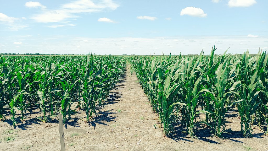 PabloRRicart's tweet photo. Gira por E.R de ECR de 🌽 y 🌱 Enlist E3 con @FrancoMaier 
🌽 con MR de 110 a 122 días.
Floración en los + cortos y +/- 10 días para los + largos.
Manejo de D.
FS Temprana. 
Soja Enlist E3 sobre Trigo con gran presión de malezas.  grupo IV -VI. https://t.co/yXyetfdI1Q