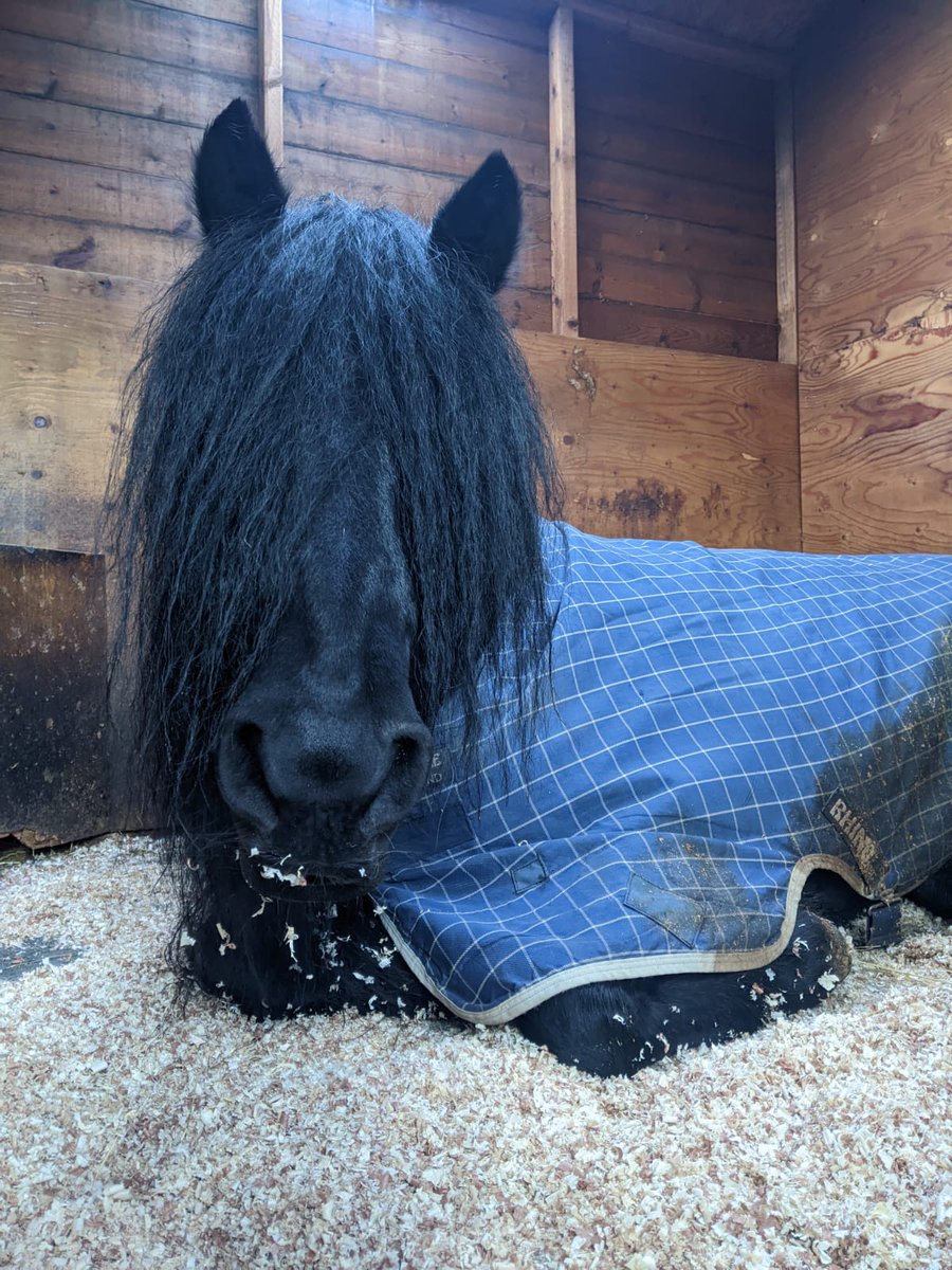 Just one more sleep until our Christmas market tomorrow!
Here is Bee tucked up toasty and warm in her rug to remind you all to wrap up warm and join us for our Christmas market fun tomorrow!

#rda #horses #charity #christmas #wormwoodscrubs #westlondon #shepherdsbush #whitecity