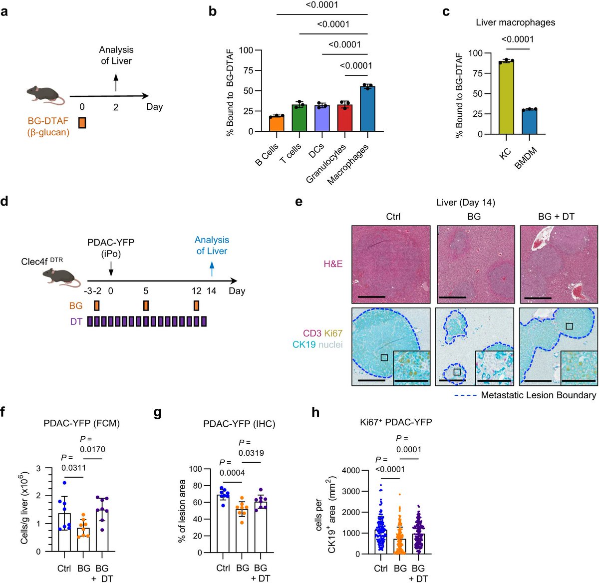 PennMedCSO's tweet image. Kupffer cells prevent pancreatic ductal adenocarcinoma metastasis to the liver in mice ft. Stacy Thomas, @mmwatt02, @shaantichoibose, Heather Coho, Christopher Cassella, Meredith Stone, Dhruv Patel, Kelly Markowitz, Devora Delman &amp;amp; @LabBeatty tinyurl.com/mrytyyyz