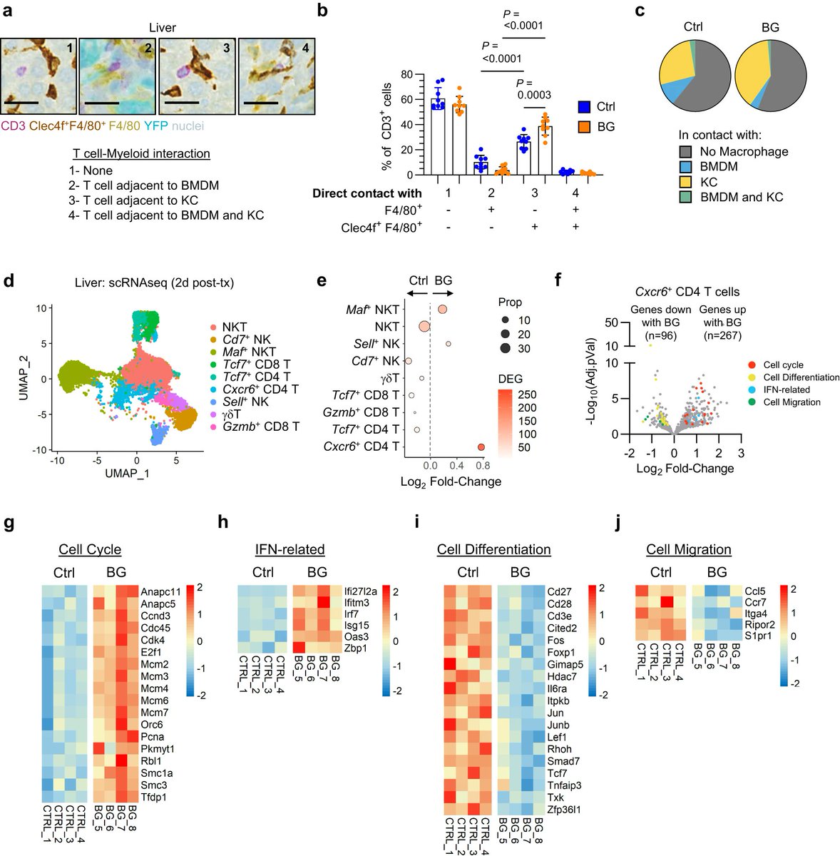 Kupffer cells prevent pancreatic ductal adenocarcinoma metastasis to the liver in mice ft. Stacy Thomas, @mmwatt02, @shaantichoibose, Heather Coho, Christopher Cassella, Meredith Stone, Dhruv Patel, Kelly Markowitz, Devora Delman & @LabBeatty tinyurl.com/mrytyyyz