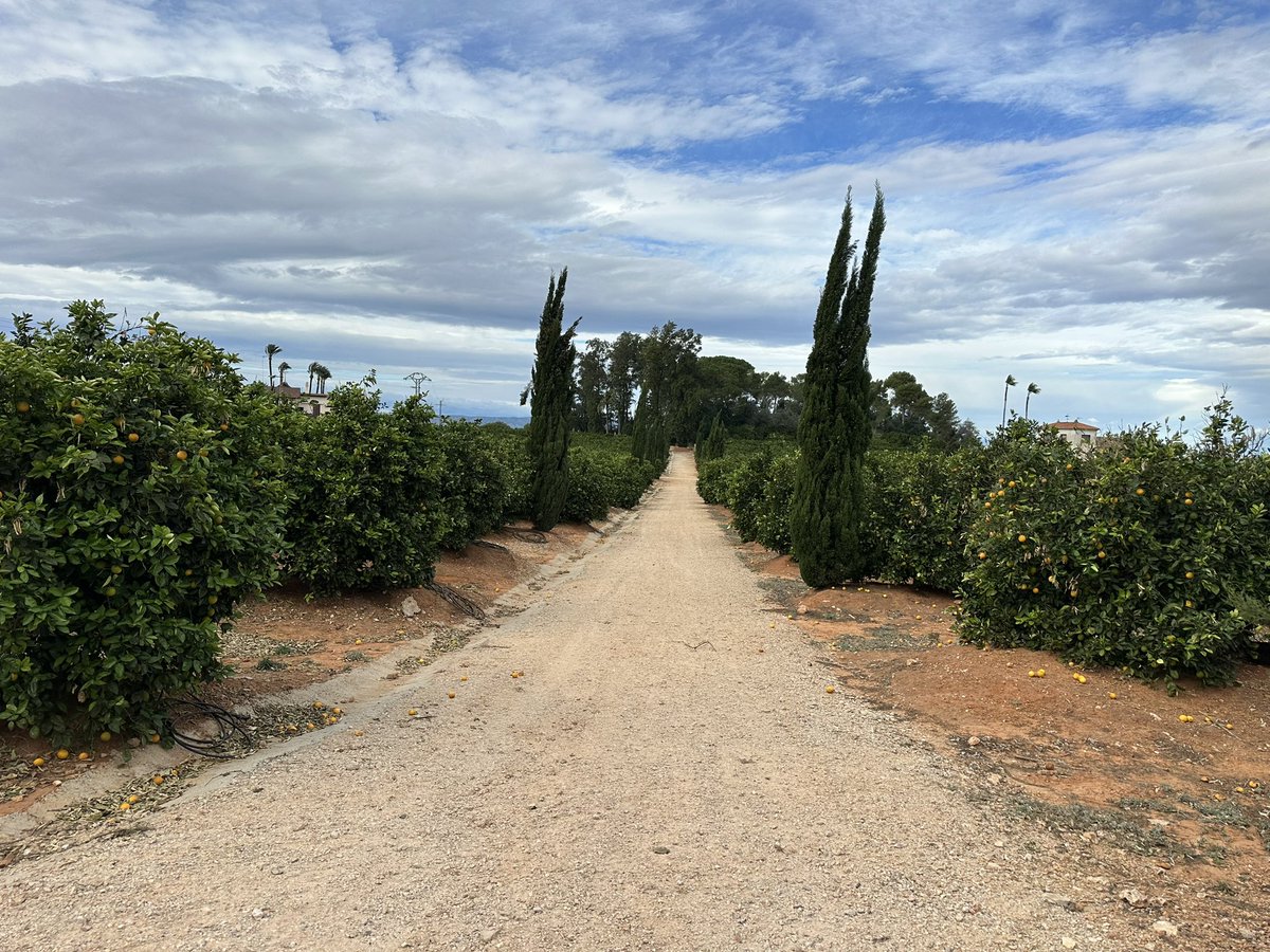 BlumTamir's tweet photo. Valencian orange groves 🍊🇪🇸 https://t.co/paBbVe2ybq