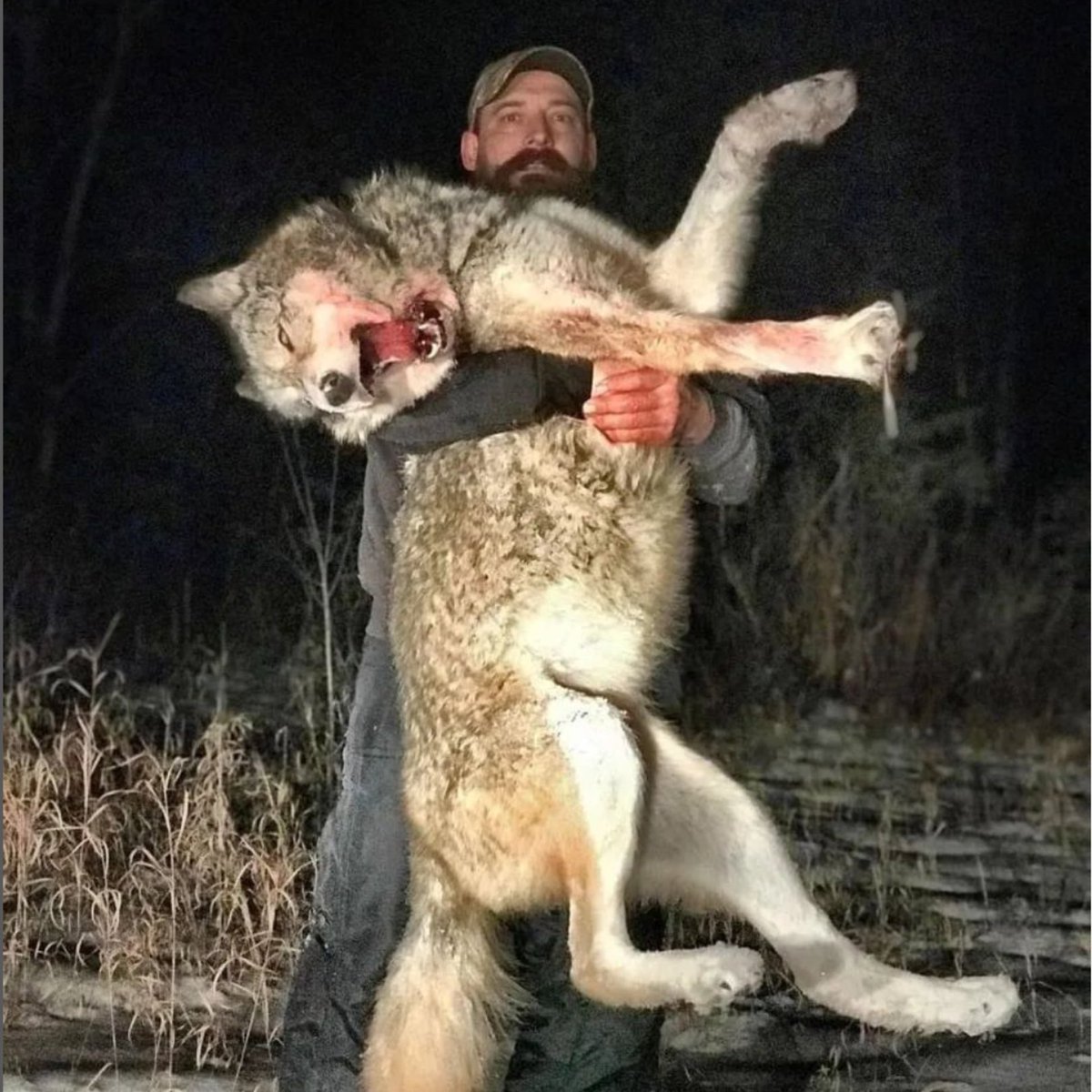 BanKillContests's tweet photo. .@Newsweek @NewsweekOpinion @Newsweek_Life Currently, wolves are hunted en masse in Montana, Idaho, & Wyoming. These states’ approaches to wildlife “management” prioritize politics and special interests over science.~@relistwolves Wolves need #FederalProtectionNow https://t.co/IVCzceeYIT