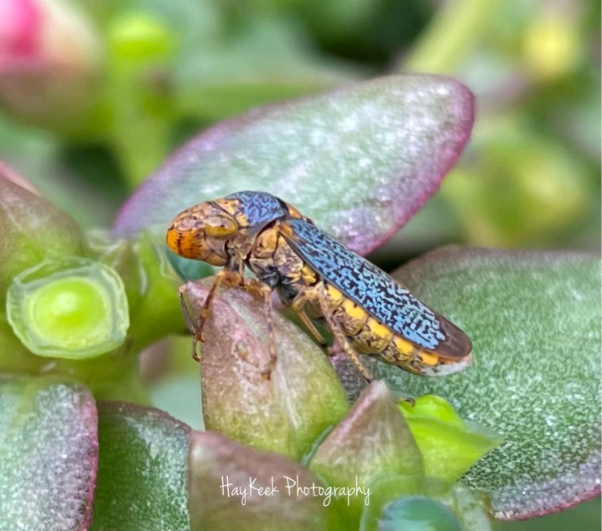 haykeekpics's tweet image. #BroadHeadedSharpshooter
#LeafHopper
Atoka, Tenn