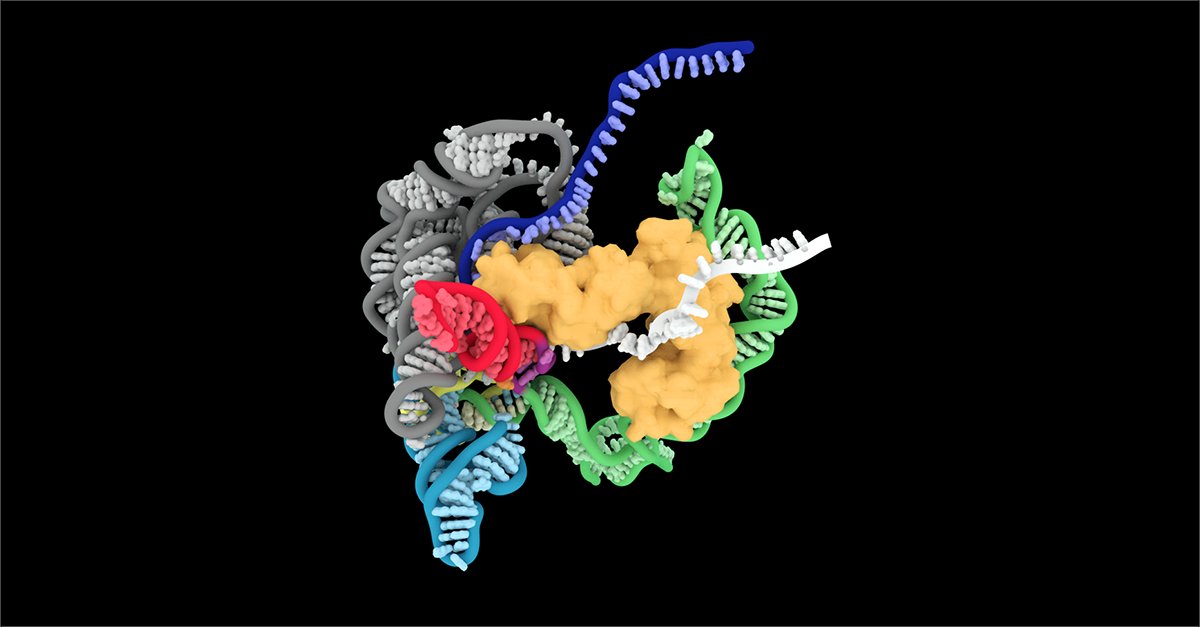 “Incredibly dynamic” #RNA: Anna Marie Pyle’s group <a href="/pylelab/">pylelab</a> sheds light on how a section of bacterial RNA catalyzes a reaction that frees it from its parent strand. This ancient splicing method still closely resembles that employed in human cells. 

🔗 hhmi.news/3uCAuJb
