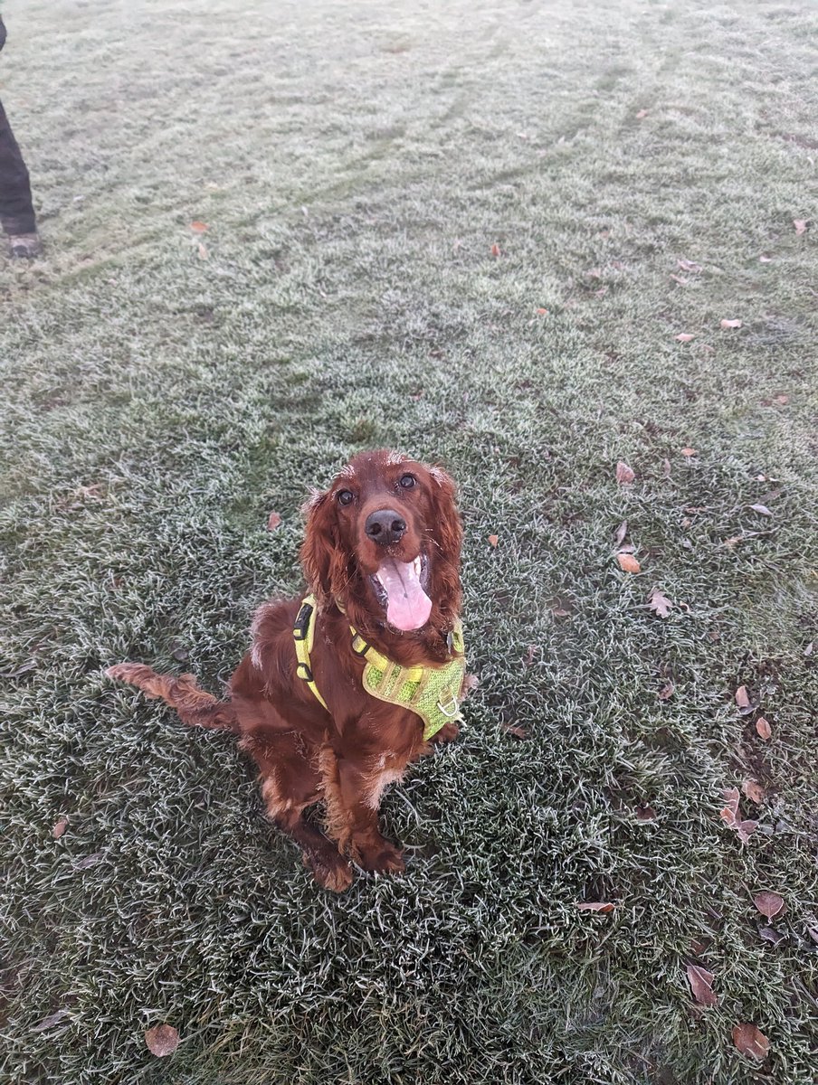 Pippatheirish's tweet photo. Cold times are fun times ! #dogsoftwitter #dogsofx #irishsetter #puppy #puppylove https://t.co/CprxvCzZ4D
