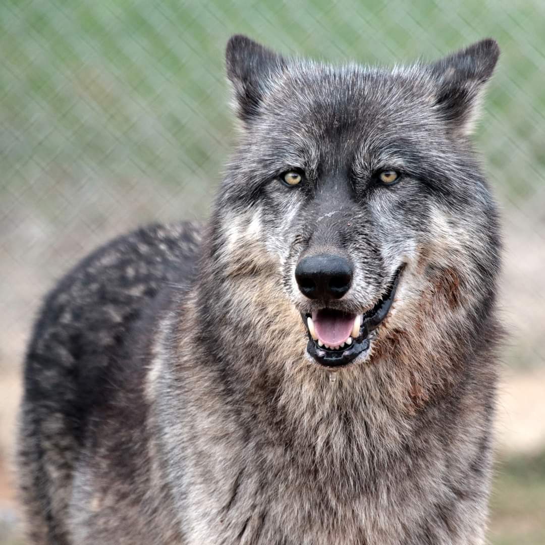 What a handsome lad! Happy December from McQuade and the Saint Francis pack! Come see our pack in all their winter glory this month!
saintfranciswolfsanctuary.org/general-tour

#wolf #wolfsanctuary #sanctuary #sanctuarylife #winter #wintervibes