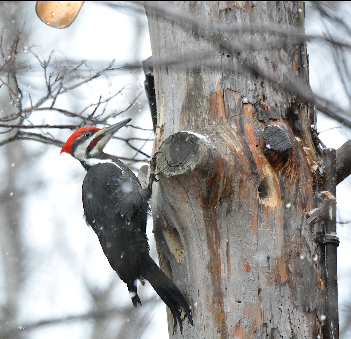 uogarboretum tweet picture