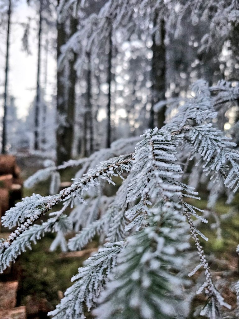 OnFliss's tweet photo. Always a treat to visit Stockhill #woods and today they were really magic 💫❄️#forests #trees #NationalTreeWeek #mindfulnature #Mendips #treesarecool https://t.co/Vb6frEMIgL