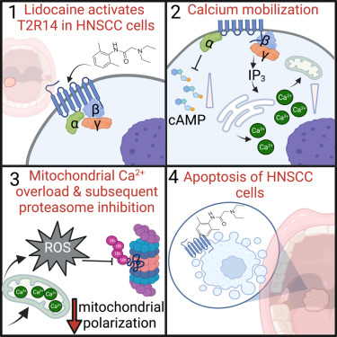 Penn Medicine CSO (@pennmedcso) on Twitter photo A new preclinical study out in <a href="/CellCellPress/">Cell</a> found that #lidocaine induces apoptosis in head & neck squamous cell carcinoma through activation of the bitter taste receptor #T2R14 ft. @robleelab, <a href="/RyanCareyMD/">Ryan Carey, MD</a> (<a href="/Penn_ENT/">Penn Otorhinolaryngology</a>) & <a href="/zoeyamiller/">Dr. Zoey Miller</a> (<a href="/PGGUPenn/">UPenn Pharmacology Graduate Group</a>) tinyurl.com/yhukvp66 A new preclinical study out in <a href="/CellCellPress/">Cell</a> found that #lidocaine induces apoptosis in head & neck squamous cell carcinoma through activation of the bitter taste receptor #T2R14 ft. @robleelab, <a href="/RyanCareyMD/">Ryan Carey, MD</a> (<a href="/Penn_ENT/">Penn Otorhinolaryngology</a>) & <a href="/zoeyamiller/">Dr. Zoey Miller</a> (<a href="/PGGUPenn/">UPenn Pharmacology Graduate Group</a>) tinyurl.com/yhukvp66