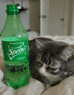 Skippy55817468's tweet photo. @AngelCatze I have soda https://t.co/3woHUGLOSR