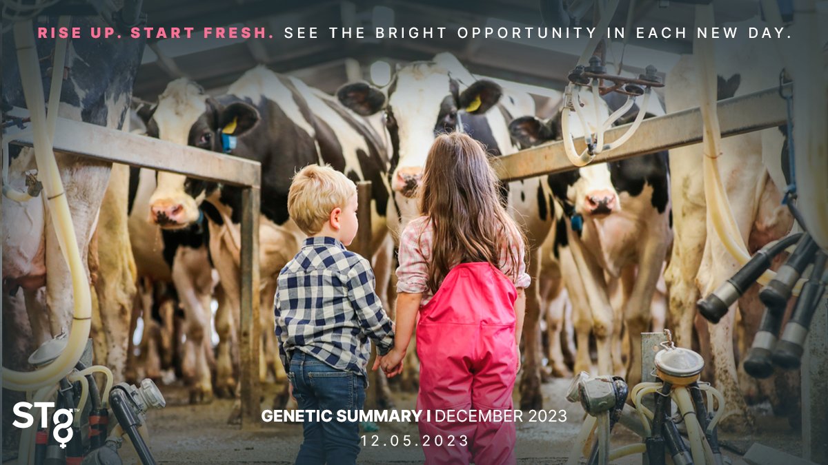 STgenetics's tweet photo. Proof Day Approaches! December 2023 Genetic Evaluations will be released! Visit the #STgenetics website and follow us on Facebook, Instagram and Twitter for the latest updates, news and new bull information! #ProofWeek #December2023 #DecemberProofs https://t.co/32O4Inggb1