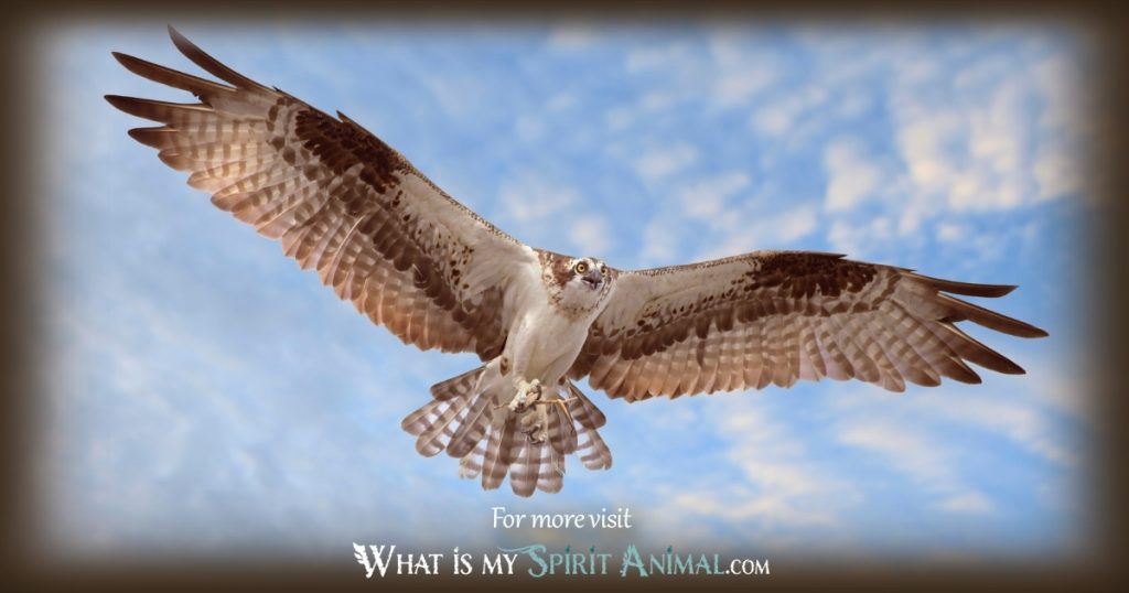 BLairslite822's tweet photo. Osprey’s symbolism and meaning include goal-orientation and having blind faith in your ability to achieve greatness and Two of them flew in sight today literally after asking the universe for an answer #spiritnanimal #totem Thanks #universe for confirmation. https://t.co/gJe0PqS0Yl