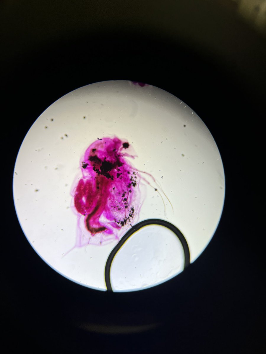 Ms Diamond tweet media