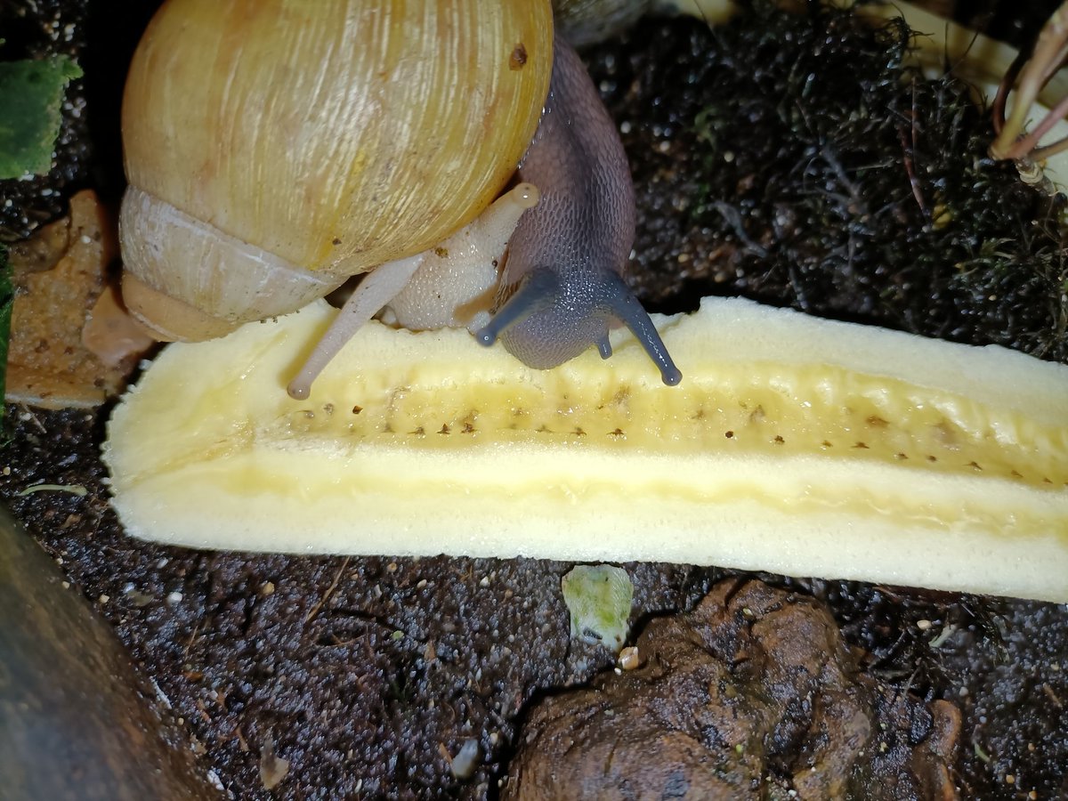 saph_snails's tweet photo. They love their Bananas https://t.co/nzLg3f3ILd