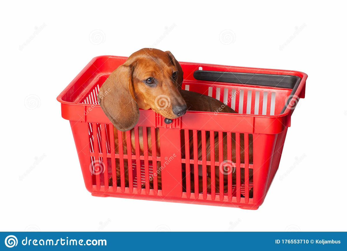 GDRescue2's tweet photo. How many dogs do their own shopping? https://t.co/5YoZpBNrvj