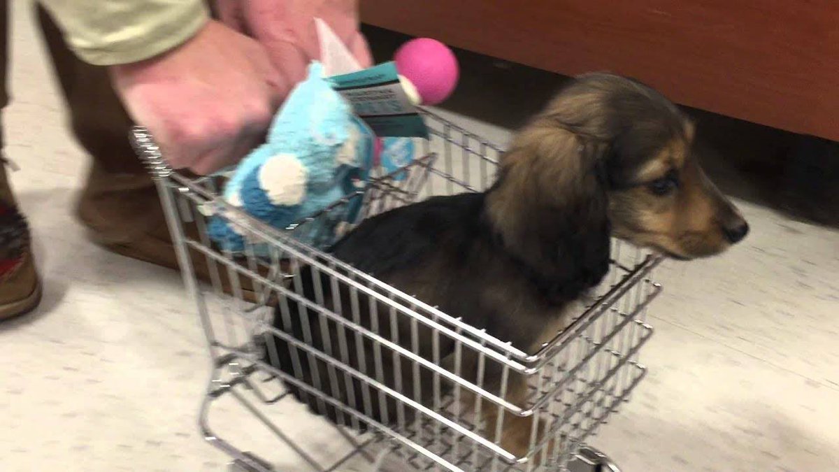 GDRescue2's tweet photo. How many dogs do their own shopping? https://t.co/5YoZpBNrvj