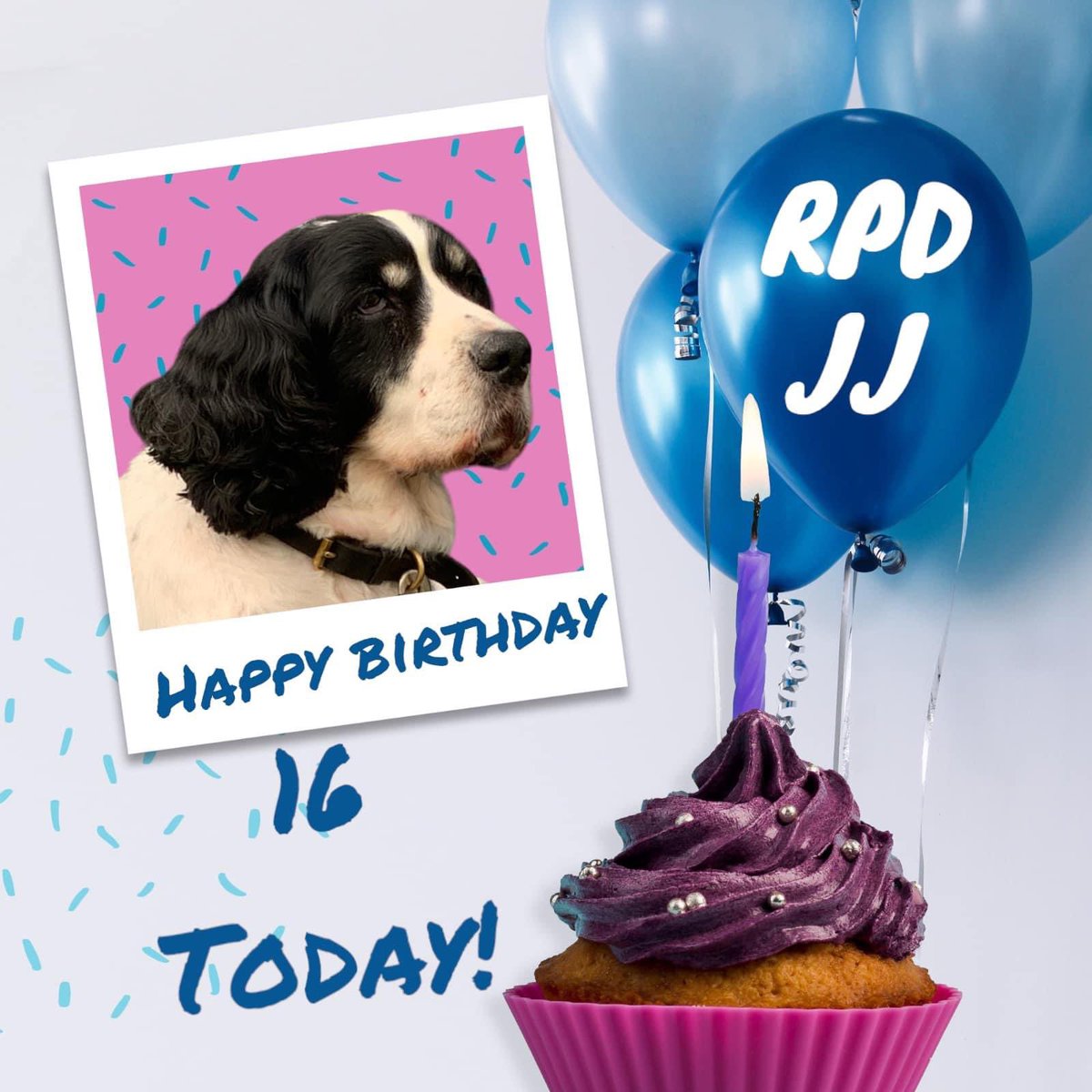 A massive happy birthday to RPD JJ who is 16 years old today 🙌🐾💙

JJ is one of the retired police dogs supported by @ThinBluePaw 💙🙌🐾

#FabulousFinn #Finnslaw #thinbluepaw #happybirthday