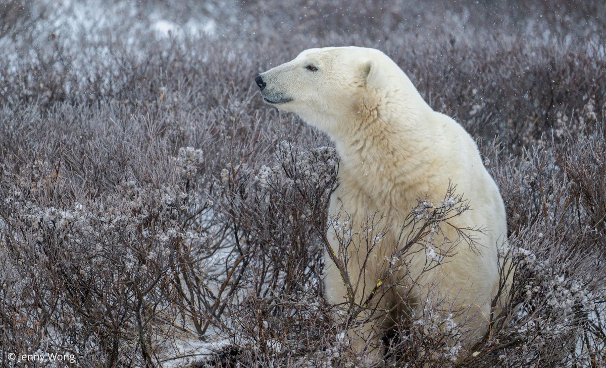 Polar Bear Dens Are Hard for Humans to See, but Drone-Mounted Radar Can  Help