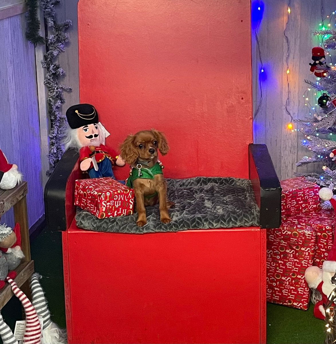 BCWRkittens's tweet photo. Uh ohhhh Elfin' around at Bradford Cat Watch Rescue and Sanctuary
Today is day one of our #AdventAdventure.... and look who has landed... one of Santas Elves.... #FloraElf!! https://t.co/dJFw9Z1OOs