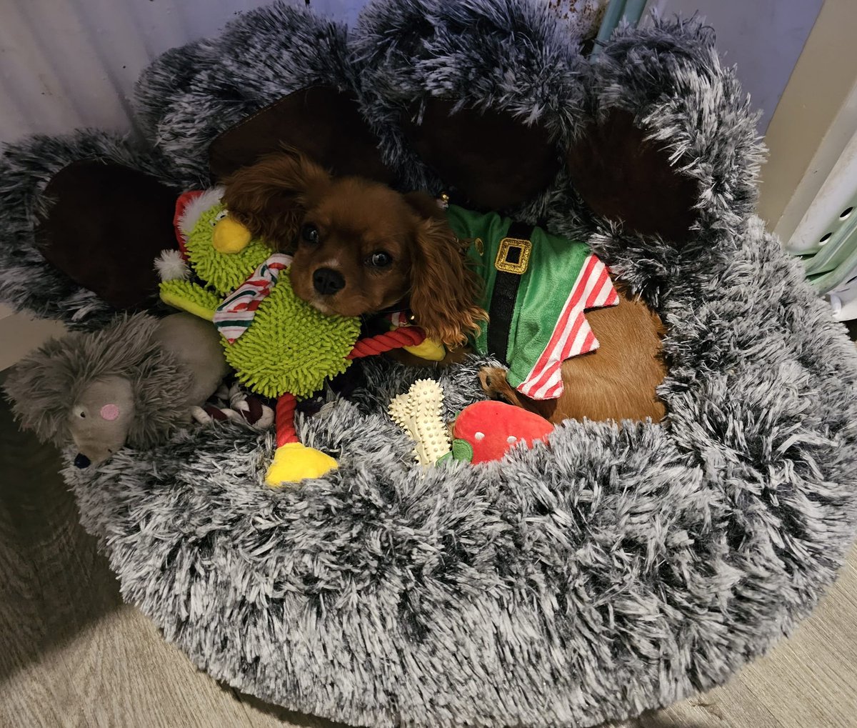 BCWRkittens's tweet photo. Uh ohhhh Elfin' around at Bradford Cat Watch Rescue and Sanctuary
Today is day one of our #AdventAdventure.... and look who has landed... one of Santas Elves.... #FloraElf!! https://t.co/dJFw9Z1OOs