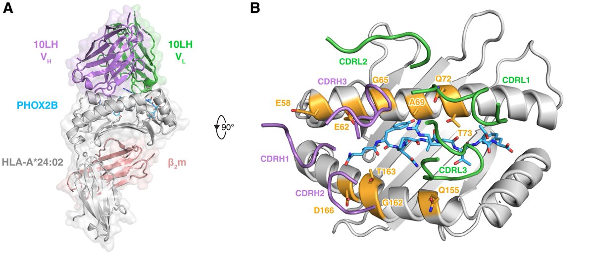 Now in @SciImmunology: @SgourakisLab reports #CrystalStructure of peptide-centric #ChimericAntigenReceptor (#PCCAR) complexed w/ #HLA & #neuroblastoma peptide #PHOX2B, offering blueprint for engineering CARs that optimally recognize #tumor-assoc antigens! bit.ly/SI-adj5792