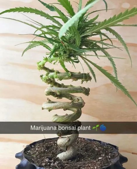 🌱