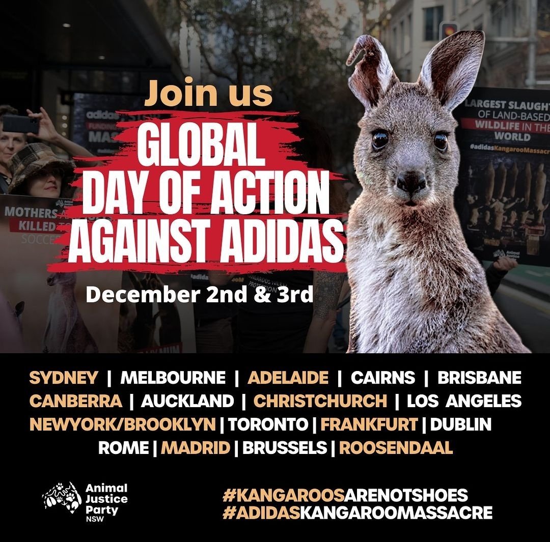 TODAY 
@adidas #kangaroosarenotshoes