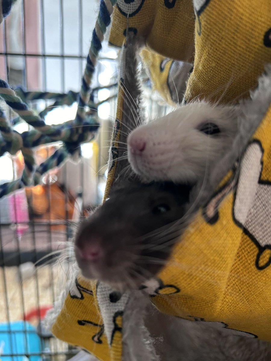 Asterspinecone's tweet photo. @imacelebrity Do all the snakes and rats have names? 
I’d love to be in a box of rats, these are my ratties https://t.co/8emkH3wy8G