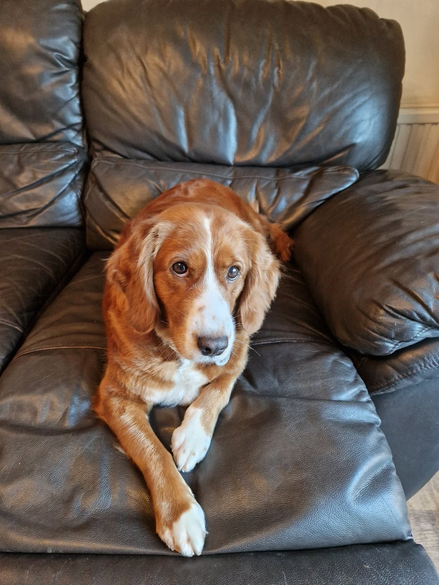 Milly and Susie look very pretty after being groomed today 🐾❤️🐾
