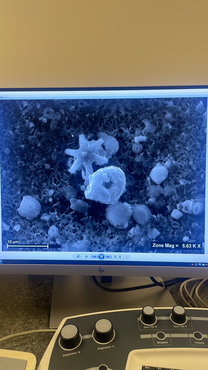 something a little unusual for me today under the #SEM #nannofossils #Microscopy