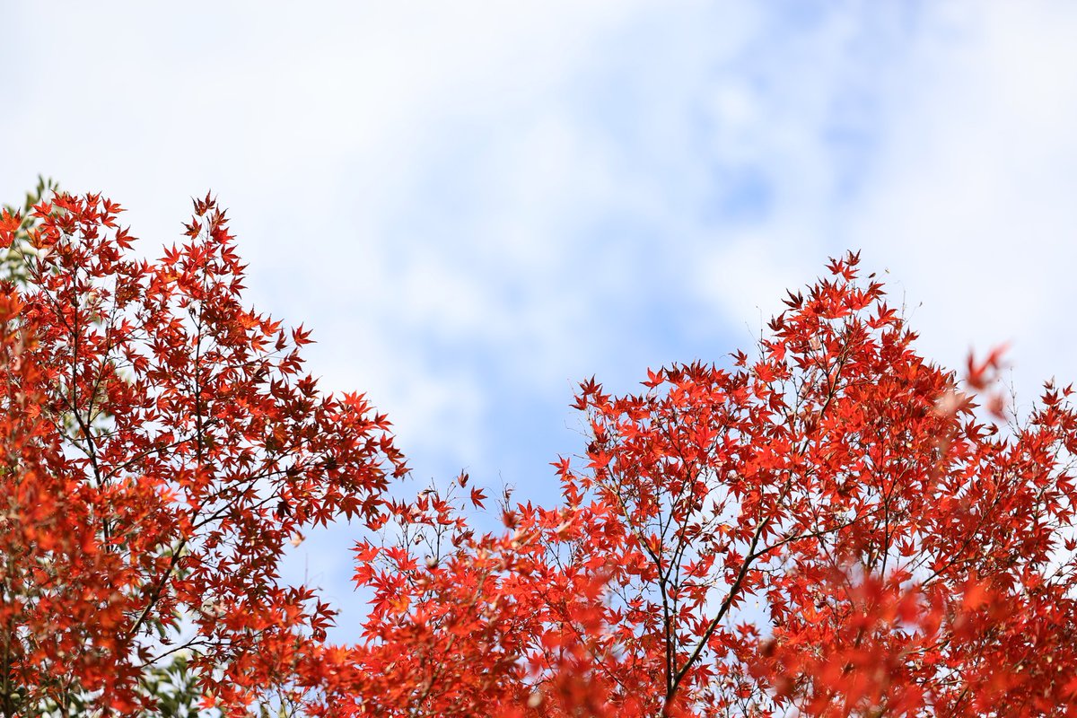 #大仙公園 #日本庭園 の #紅葉

#キリトリセカイ
#ファインダー越しの私の世界ᅠ
#写真で伝える私の世界
#写活
#japanphoto