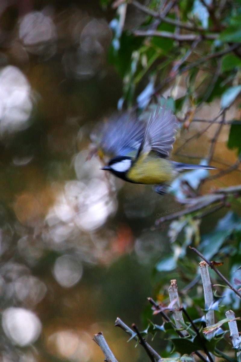 chrisk_nature's tweet image. ' Something about it '

Usually a blurry shot like this would go straight in the Bin but with the #Bokeh backdrop something about it caught my eye

#blurry #bird #wildlife #nature