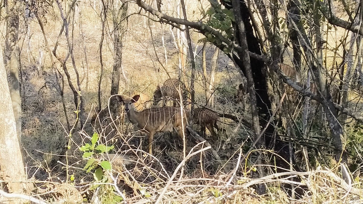 Bronnie_1's tweet photo. Going through some old photos and found this one of mom and baby nyala #wildearth #bushliving #ILoveAfrica https://t.co/k84xC57SKy