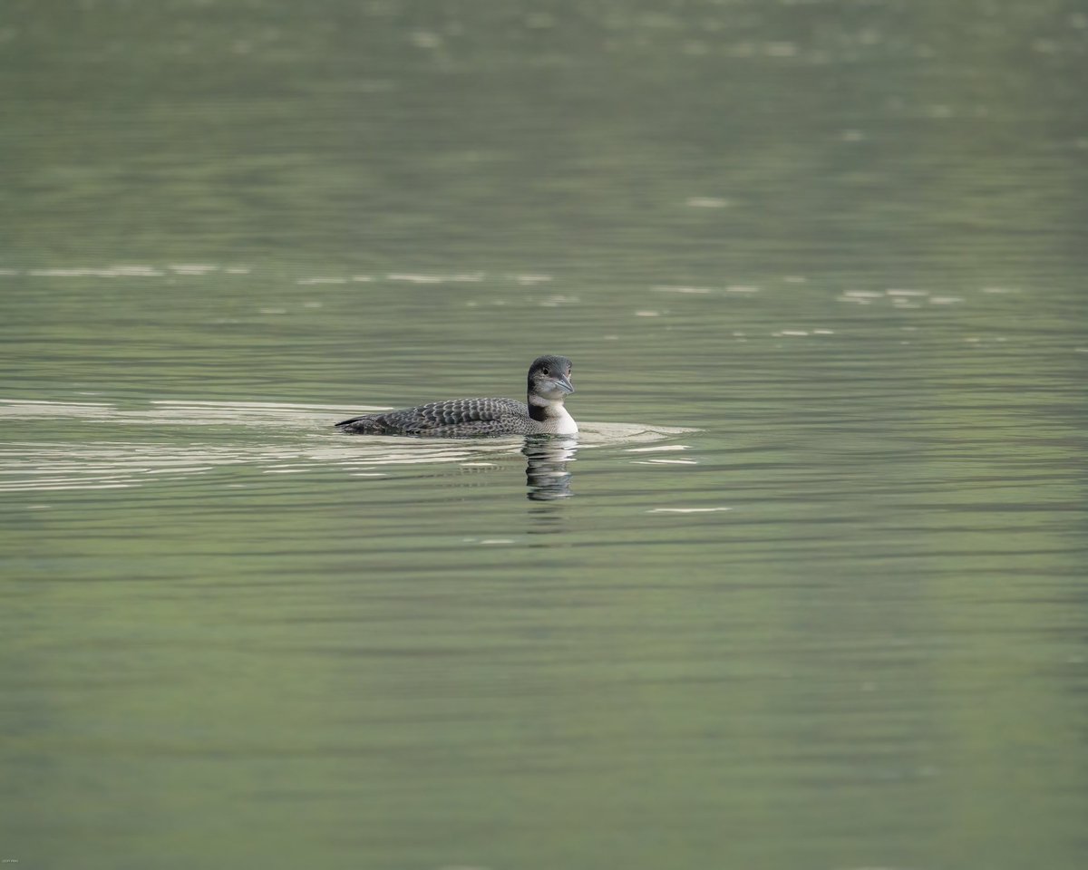 Returned to Barrow Gurney Tanks today hoping to get closer views of the Long-tailed Duck. Was not expecting to see a Great Northern Diver. Slightly improved views of the LTD but the GND eventually put in a good show