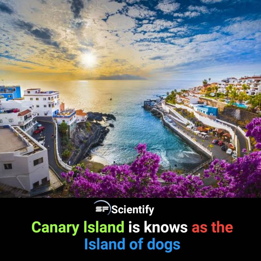 ScientifyFacts's tweet photo. Canary Island

#facts #scientify https://t.co/KiZsPHO4bn