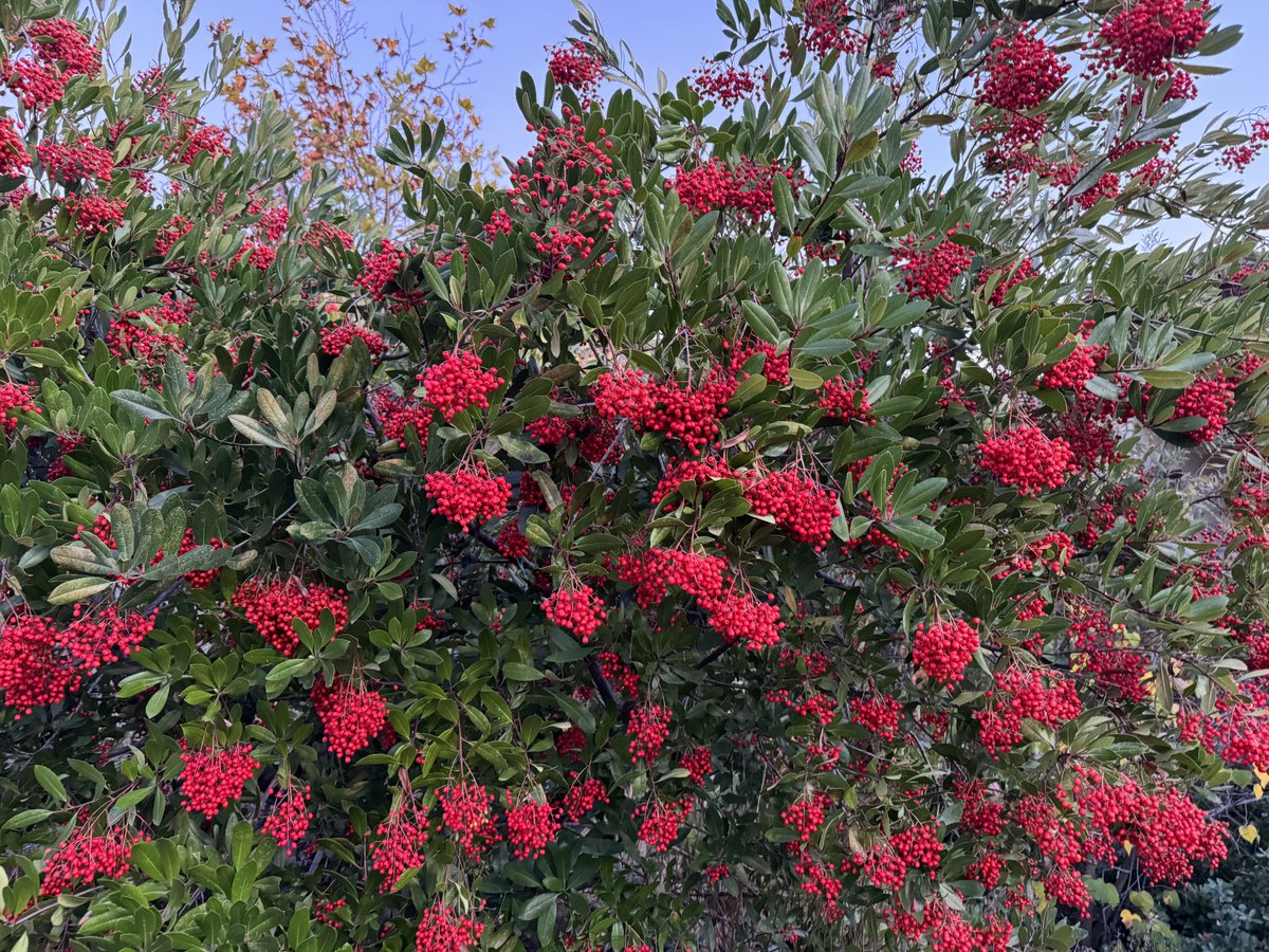 今日所见野花:圣地亚哥向日葵(San Diego sunflower)、海岸金灌木(coastal golden bush)、马耳他星蓟 ...