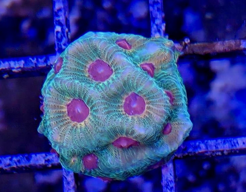 aqlaquarium's tweet image. Hundreds of gorgeous coral frags are always available at Aqua Life Aquarium!

Beautiful marine animals and corals are always available at 
Aqua Life Aquarium 
4505 Granite Dr 
Rocklin Calif 
(916)652-0548 
#FishTanks #reeftanksofinstagram# #reefaquarium #coralfrags