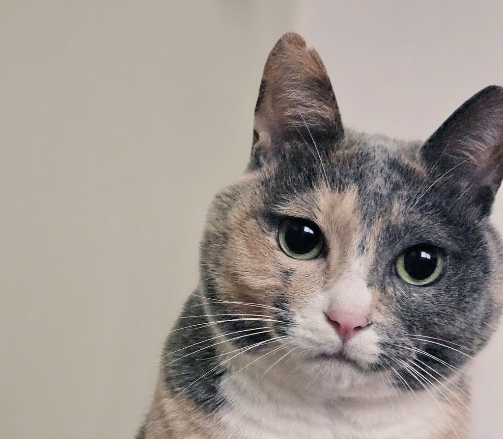 쿠키랑 코가 똑같아서 신청했는데 당첨이 되었습니다 우리집 고양이랑 닮은 무심이를 매일 함께 데리고 다닐 수 있어요🩷 감사합니다 <a href="/koontheshop/">KoonTheShop</a>