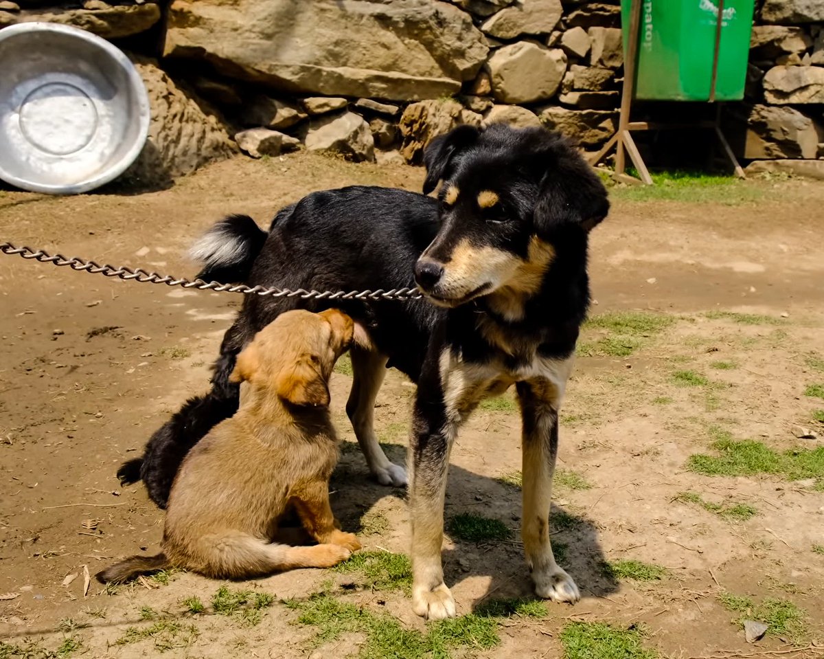 Morning bliss: Puppies huddled around their mother, eagerly lapping up her warm milk. 🐾✨ #PuppyLove #MorningJoy #PuppySnuggles #MotherhoodMagic #FurryFamily #MorningMoments #PawsomeStart #UnconditionalLove 🐶💕