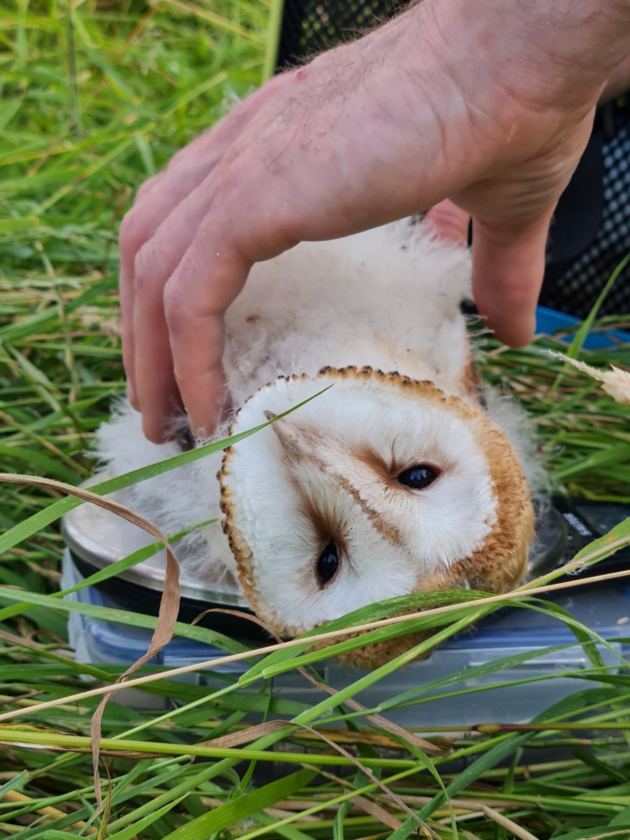 ericabookbinder's tweet photo. @LydiaMonks Aw, you tried. Can I cheer you up with a baby Brightholmlee barn owl? (It was being weighed and wasn't too happy about it!). https://t.co/BCV0EBIPsu