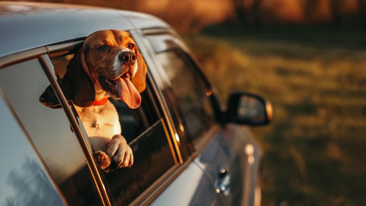 nicomen31's tweet photo. Que tiernas son las fotos de las mascotas viajando. https://t.co/ip6qCjUkRK