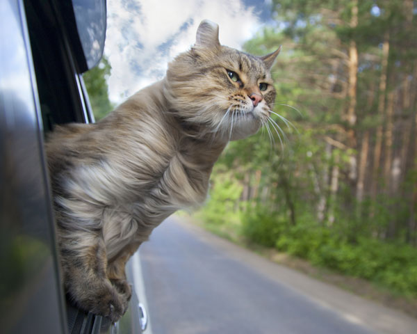 nicomen31's tweet photo. Que tiernas son las fotos de las mascotas viajando. https://t.co/ip6qCjUkRK