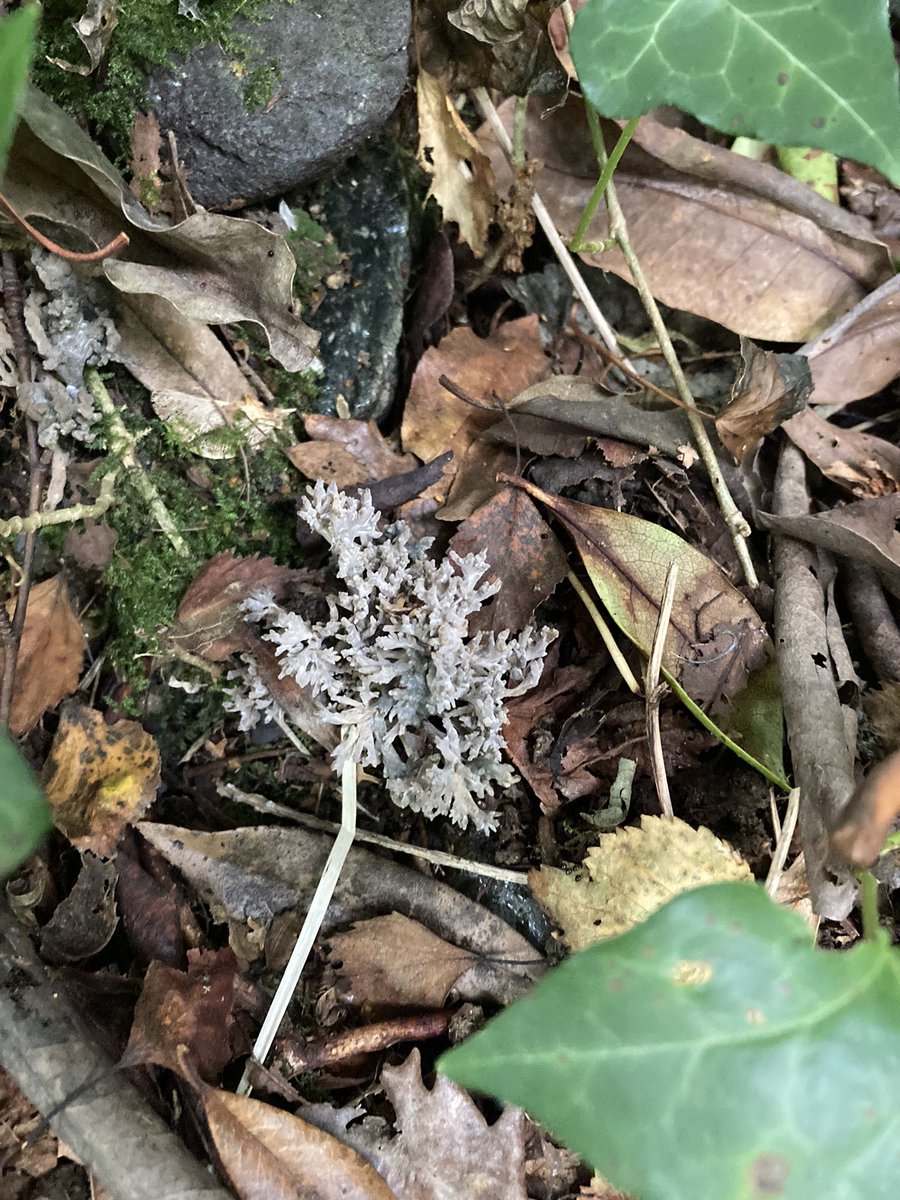 WelshRainforest's tweet photo. Coral fungus in a sea of leaf litter
#atlanticrainforest #welshrainforest #airbnb https://t.co/j3pZo39tiI
