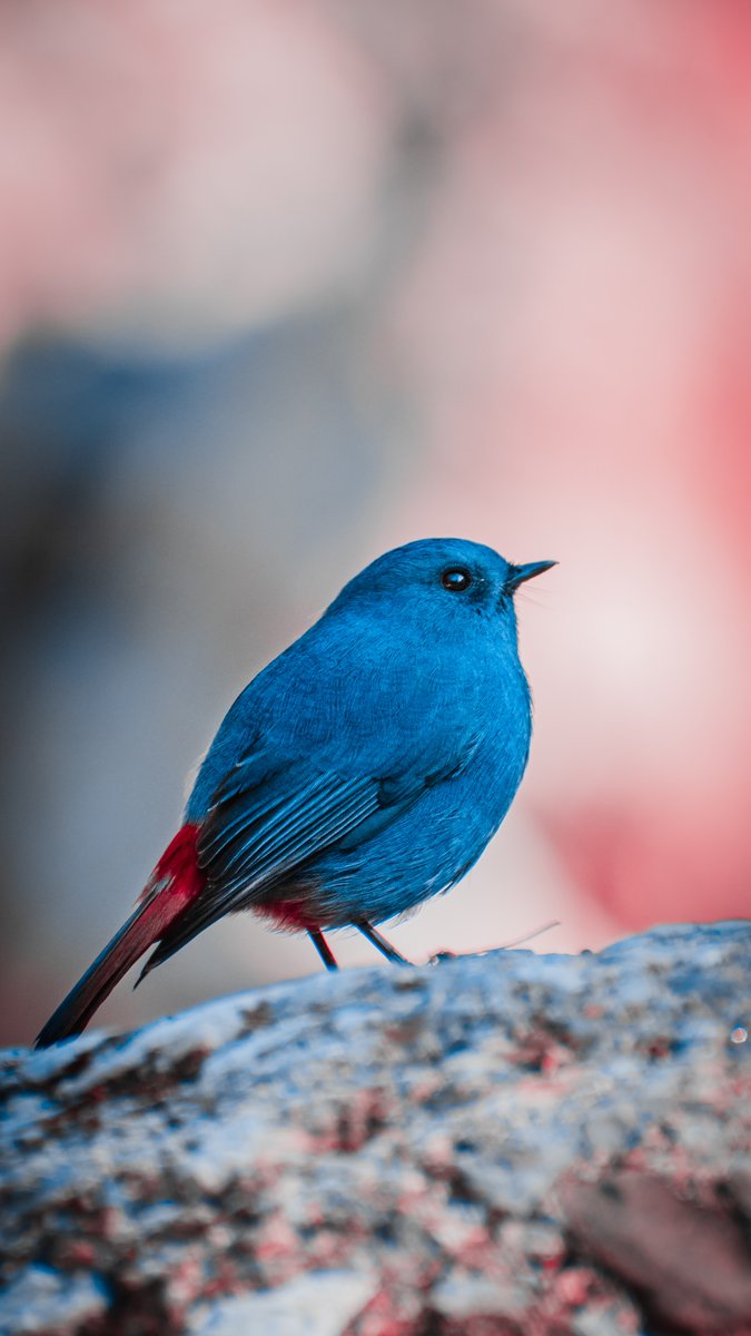 MbarkCherguia's tweet image. A Plumbeous Water Redstart (Rhyacornis fuliginosus) in Dehradun, India. 🐦🇮🇳

#birds #NaturePhotography #beautiful #wildlifephotography #FridayFeeling #fridaymorning