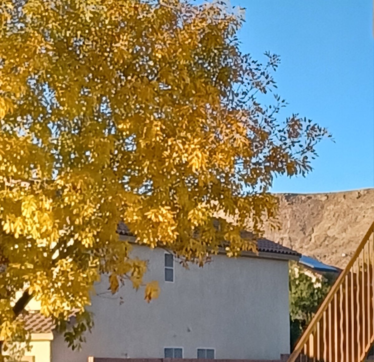 parkerandtheman's tweet image. People don't think we have a change of seasons here in the #LasVegas desert but I tell ya... we DO!  Our trees change colors.  We just get a late start.  Look at the golden hue on THIS #Summerlin bad boy.  I give it thumbs UP!  And those leaves WILL fall off in a month or so.