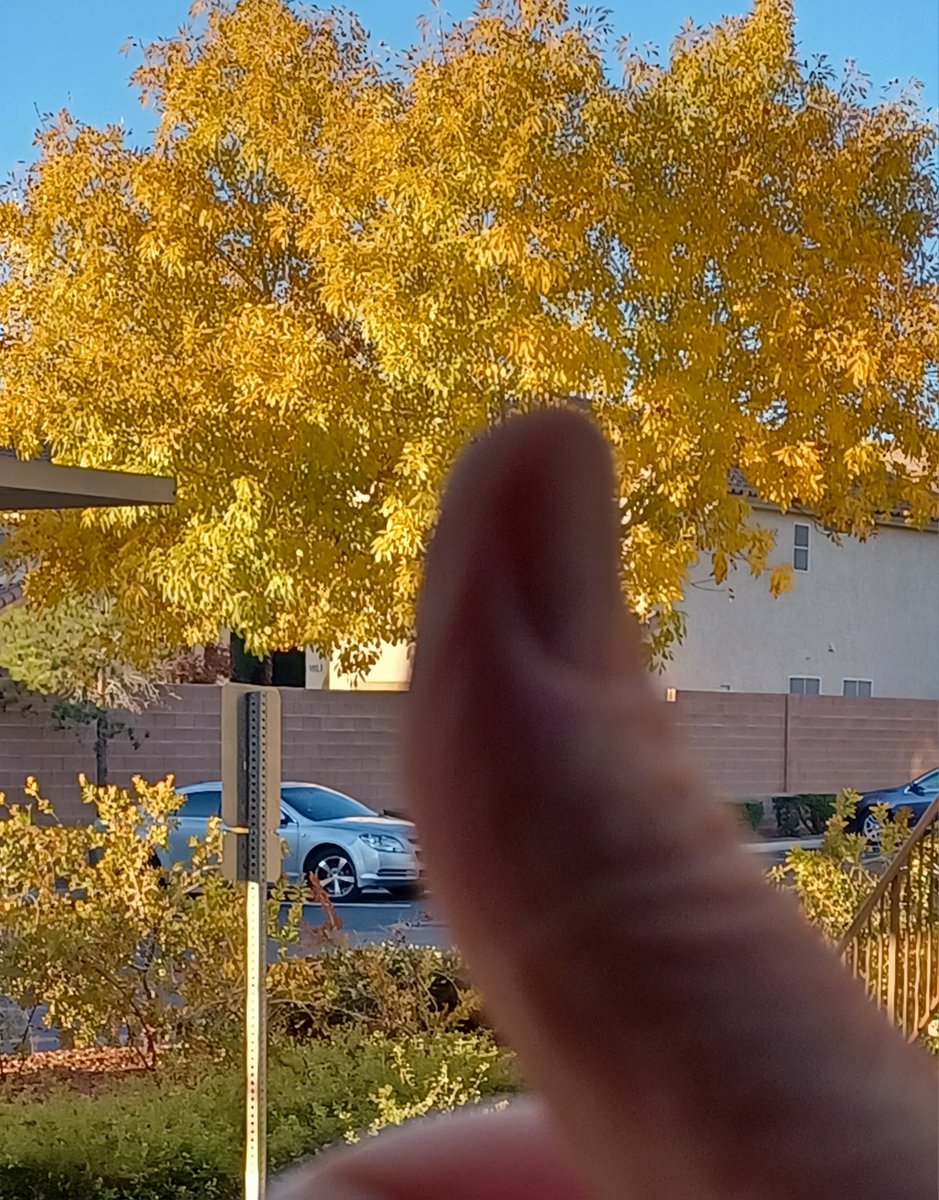 parkerandtheman's tweet image. People don't think we have a change of seasons here in the #LasVegas desert but I tell ya... we DO!  Our trees change colors.  We just get a late start.  Look at the golden hue on THIS #Summerlin bad boy.  I give it thumbs UP!  And those leaves WILL fall off in a month or so.