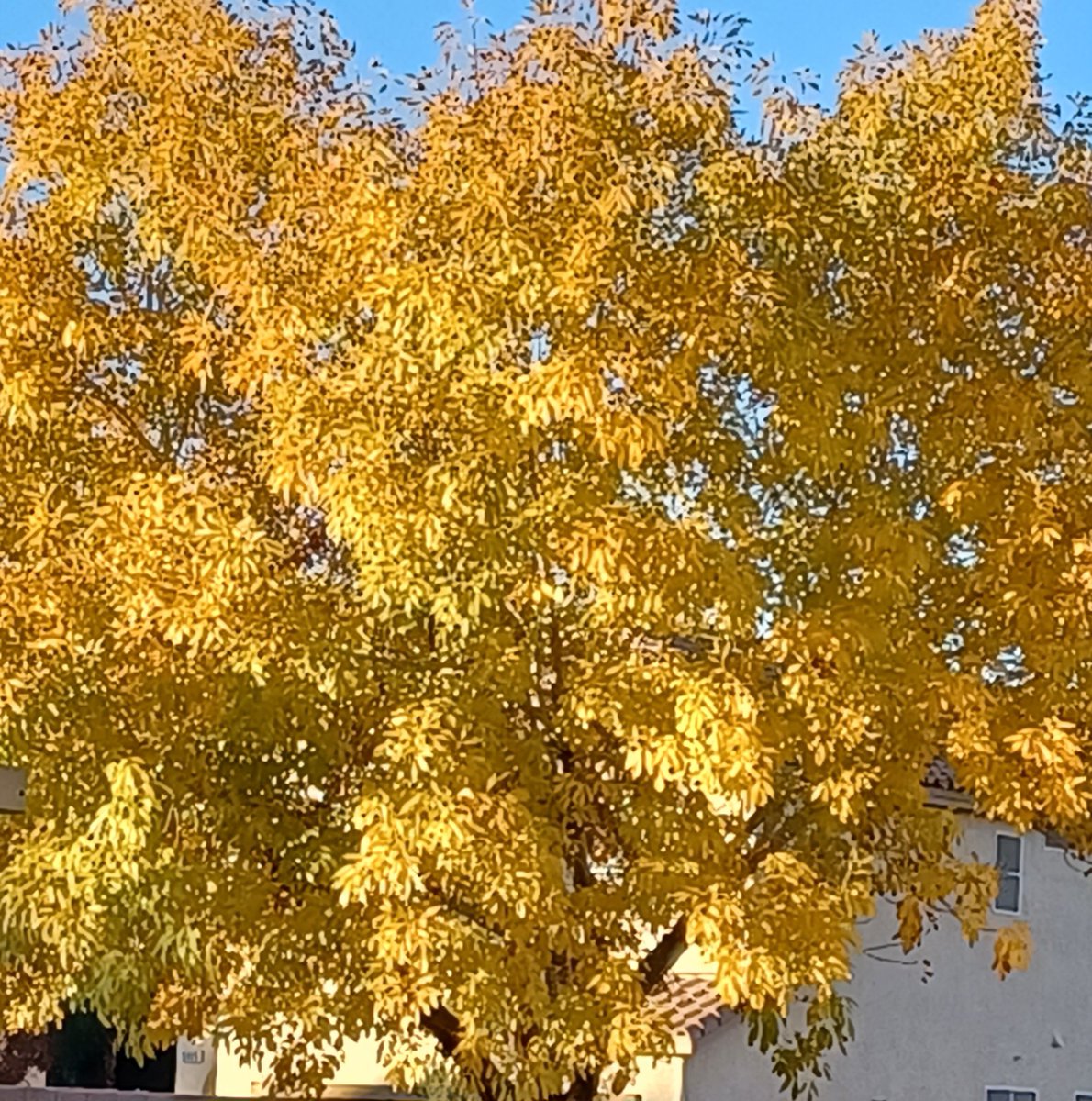 parkerandtheman's tweet image. People don't think we have a change of seasons here in the #LasVegas desert but I tell ya... we DO!  Our trees change colors.  We just get a late start.  Look at the golden hue on THIS #Summerlin bad boy.  I give it thumbs UP!  And those leaves WILL fall off in a month or so.