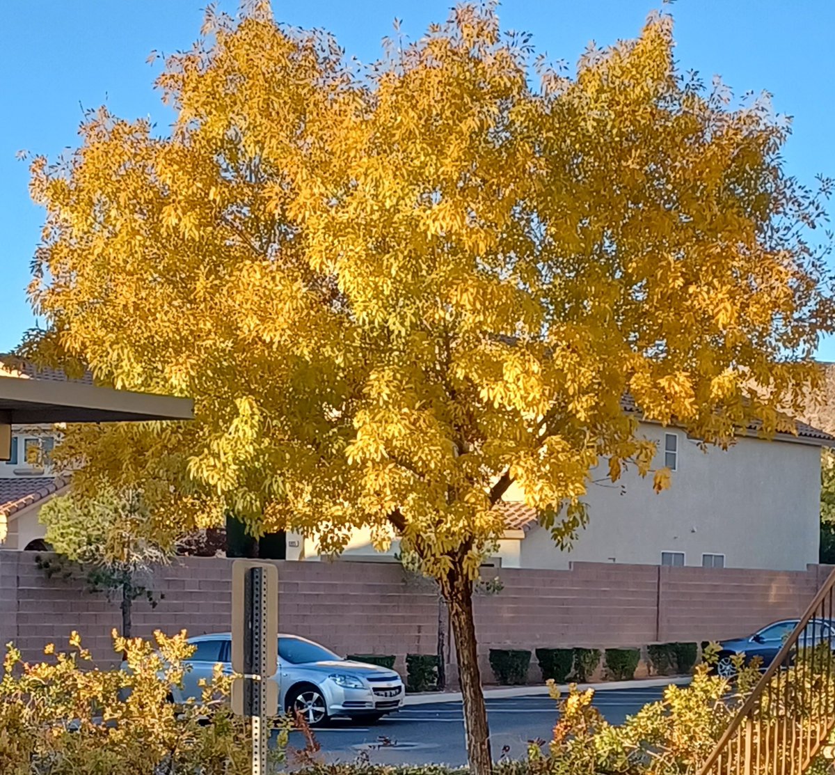 parkerandtheman's tweet image. People don't think we have a change of seasons here in the #LasVegas desert but I tell ya... we DO!  Our trees change colors.  We just get a late start.  Look at the golden hue on THIS #Summerlin bad boy.  I give it thumbs UP!  And those leaves WILL fall off in a month or so.